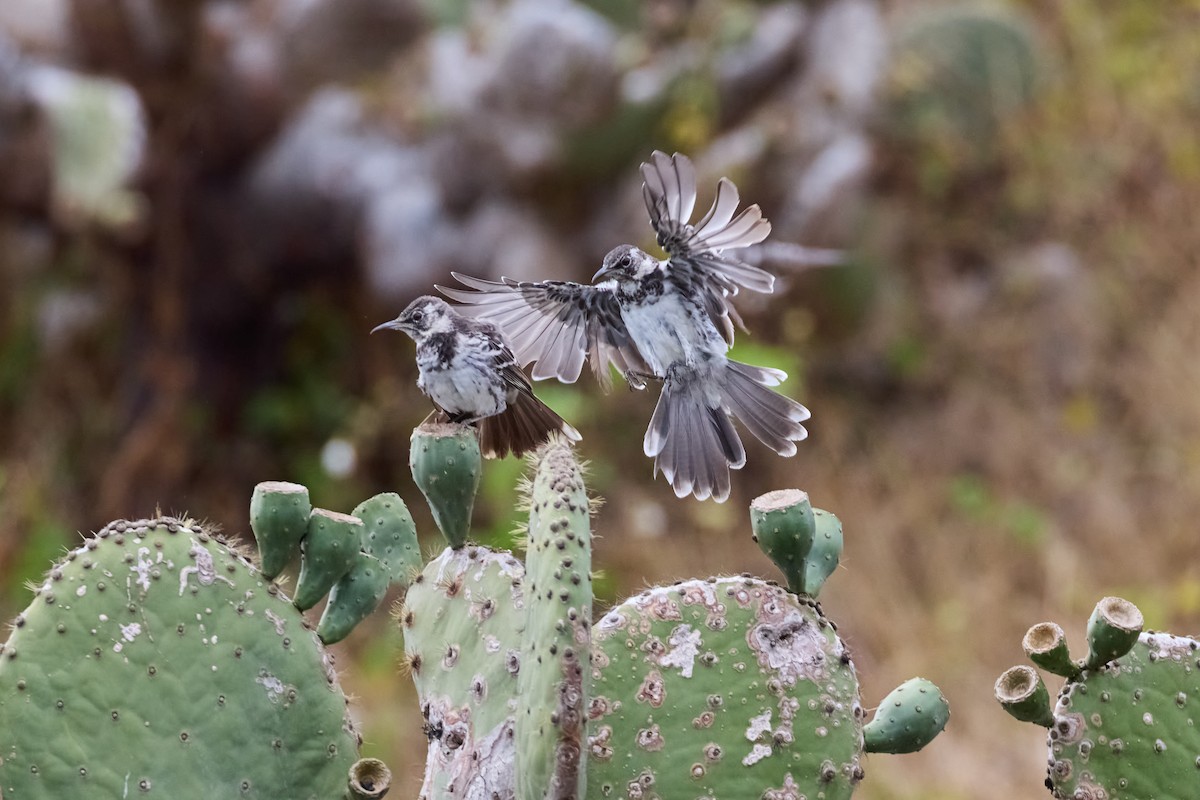 Floreana Mockingbird - ML638750853