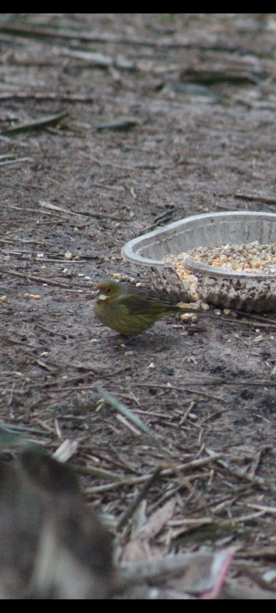 Saffron Finch - ML638750856