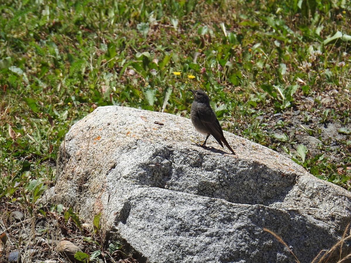 Black Redstart - ML638750858
