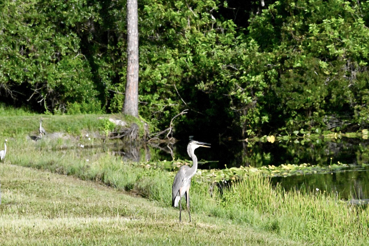 Great Blue Heron - ML638750860