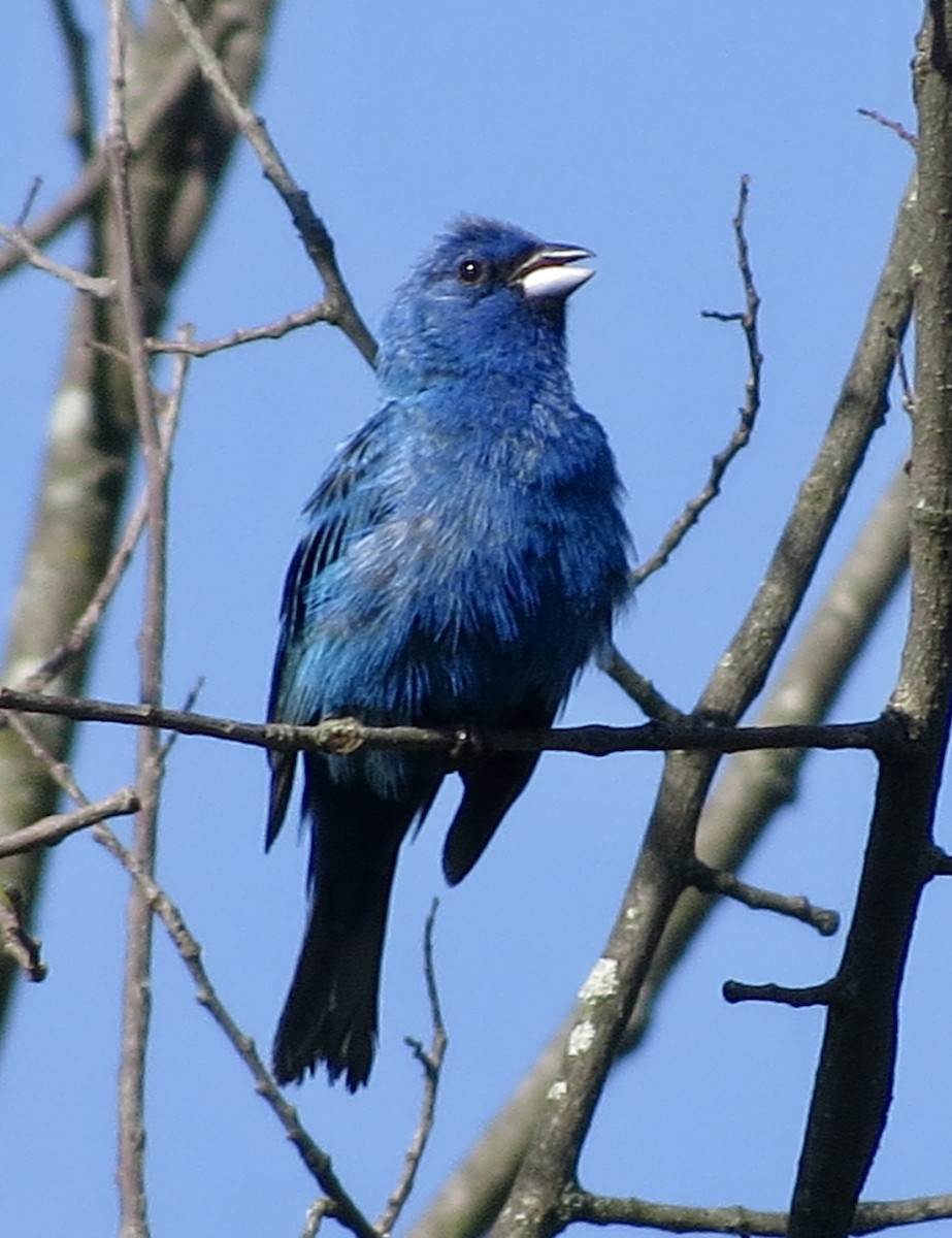 Indigo Bunting - ML638750861