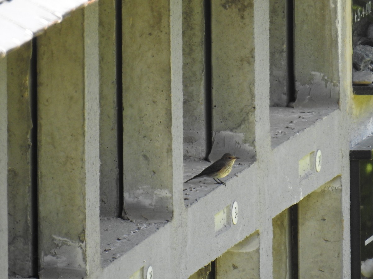 Spotted Flycatcher - ML638750863