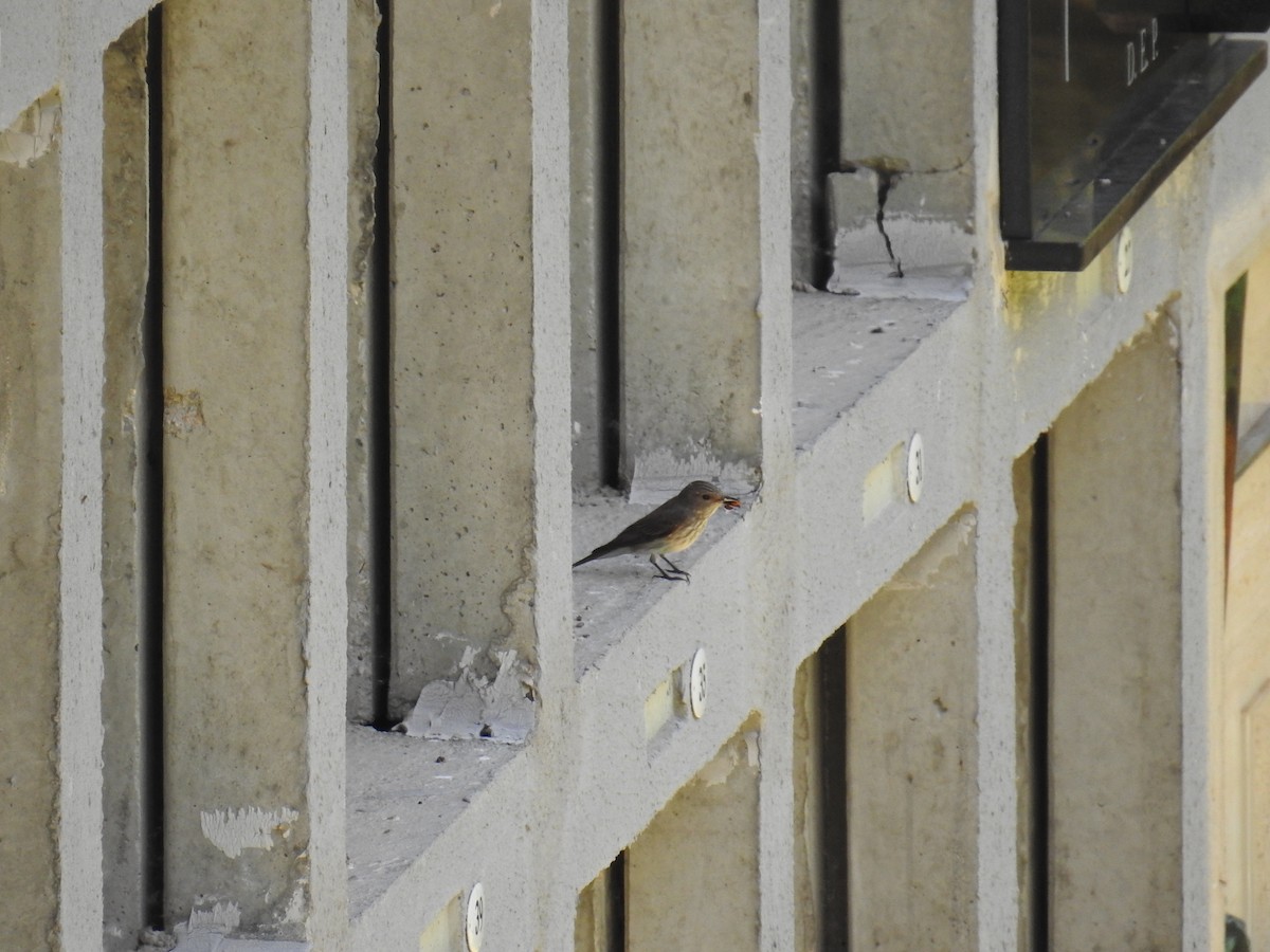 Spotted Flycatcher - ML638750864