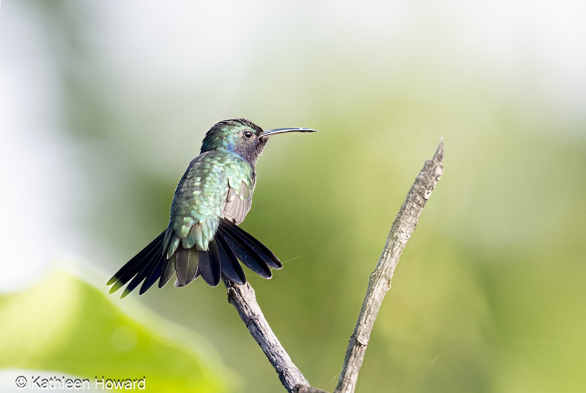 Sapphire-throated Hummingbird - ML638750865