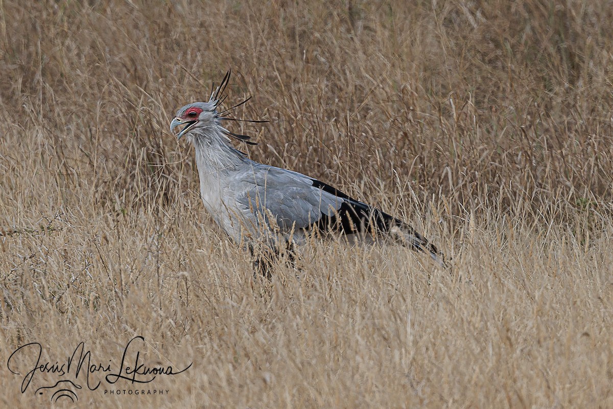 Secretarybird - ML638750867