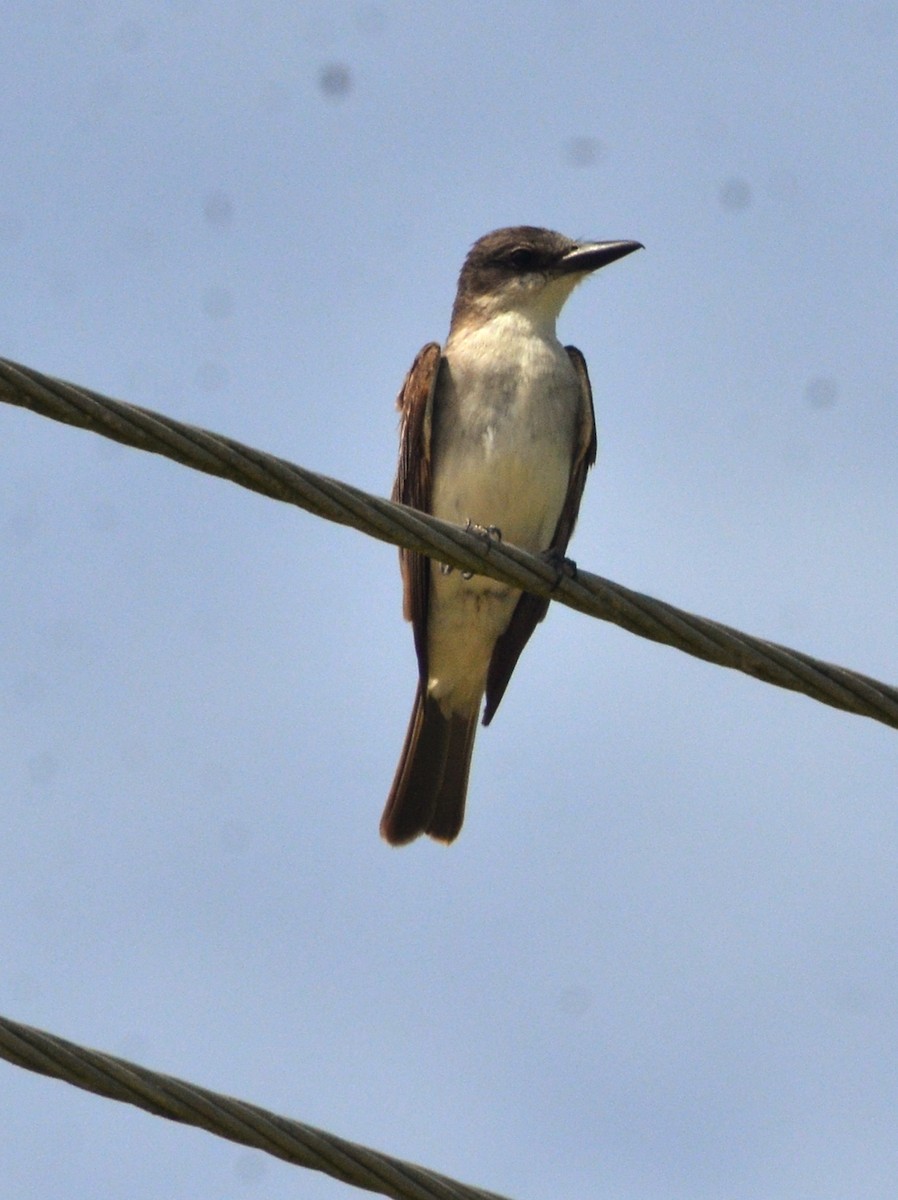 Gray Kingbird - ML638750868