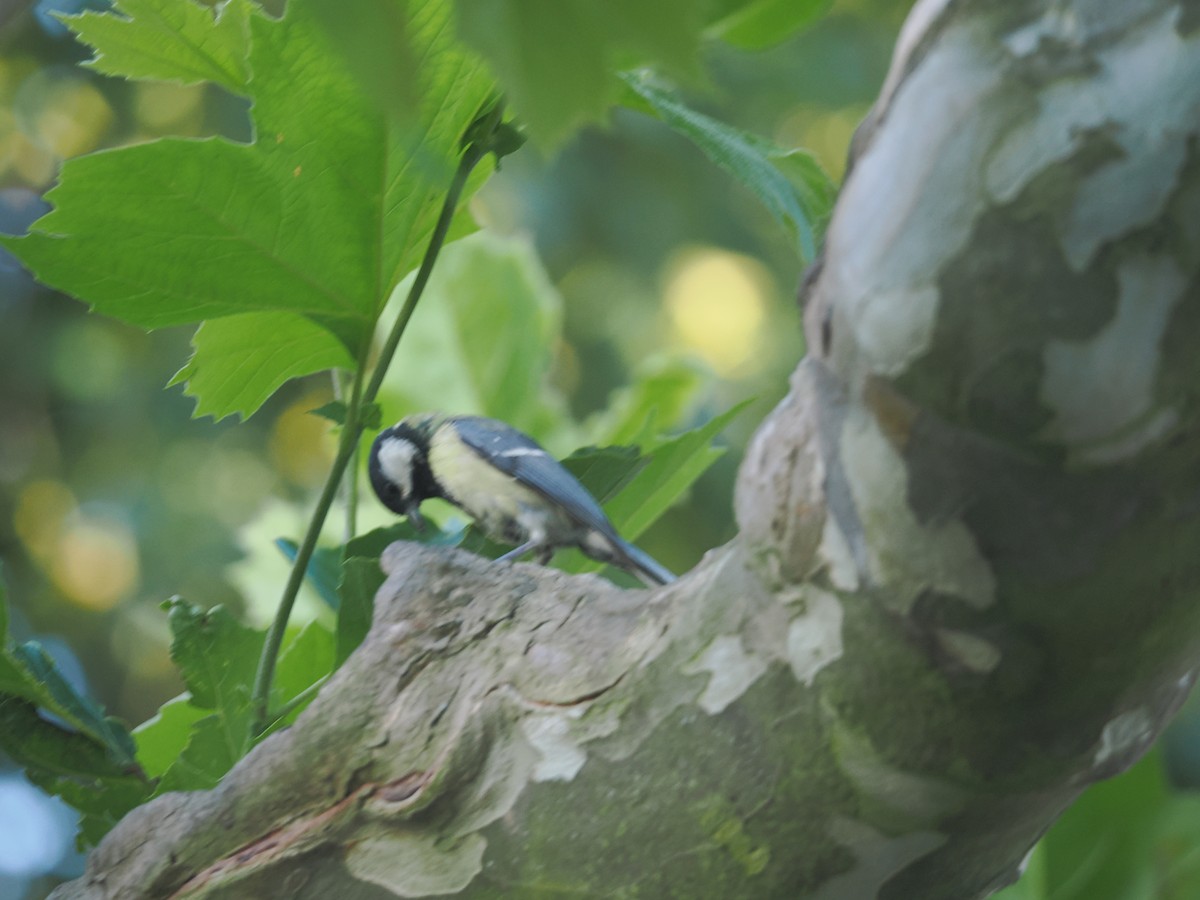 Great Tit - ML638750871