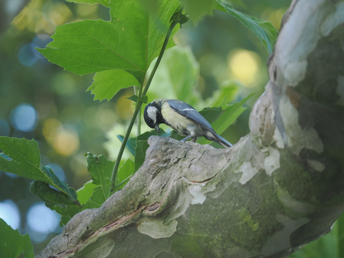 Great Tit - ML638750874