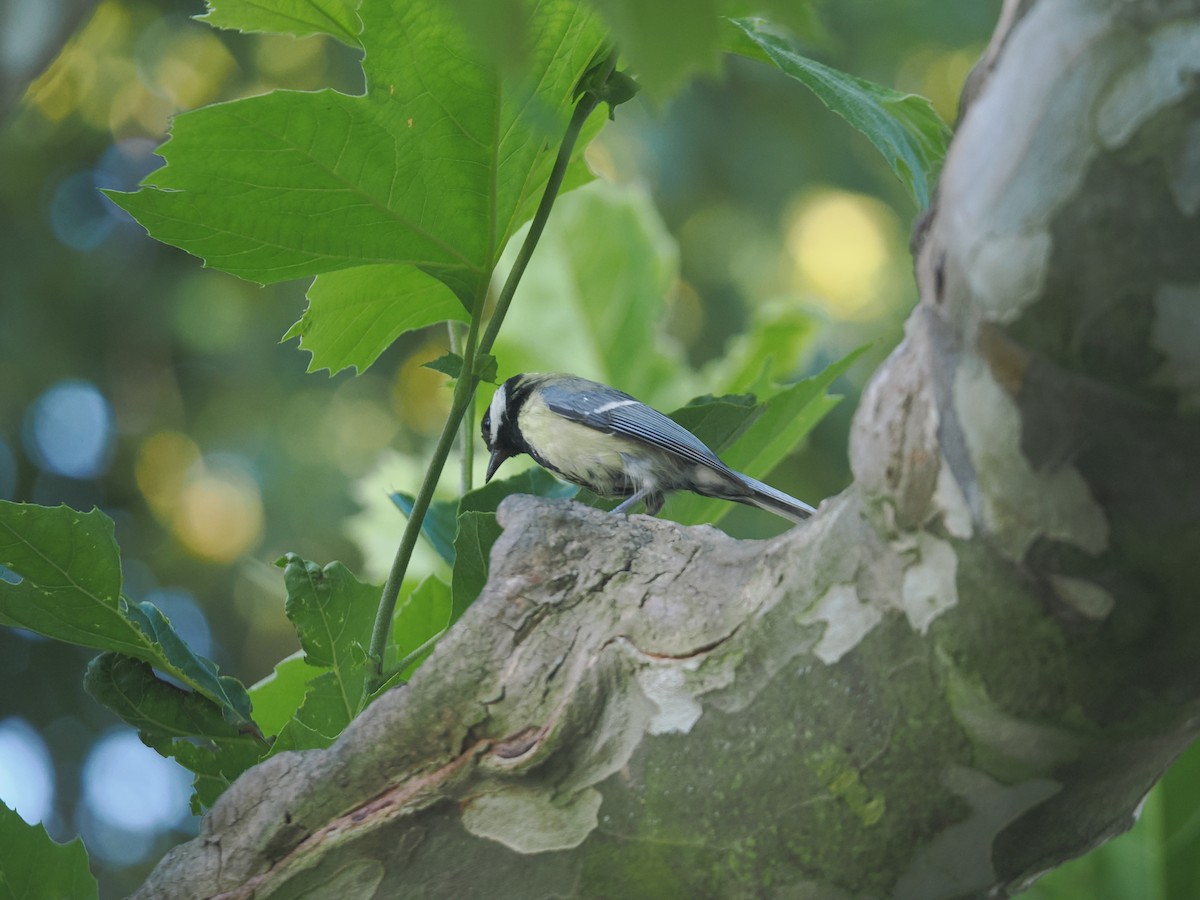 Great Tit - ML638750875