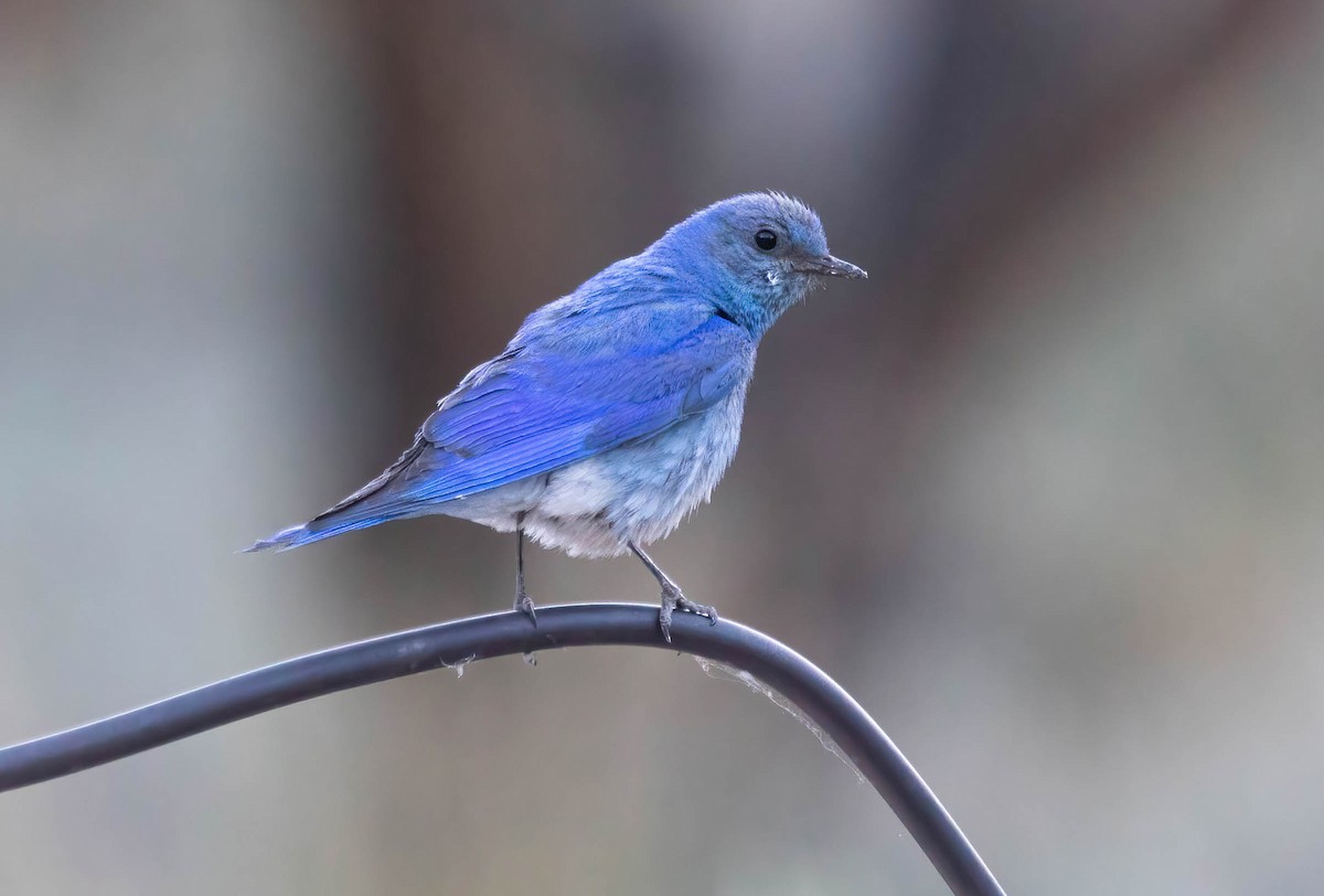 Mountain Bluebird - ML638750876