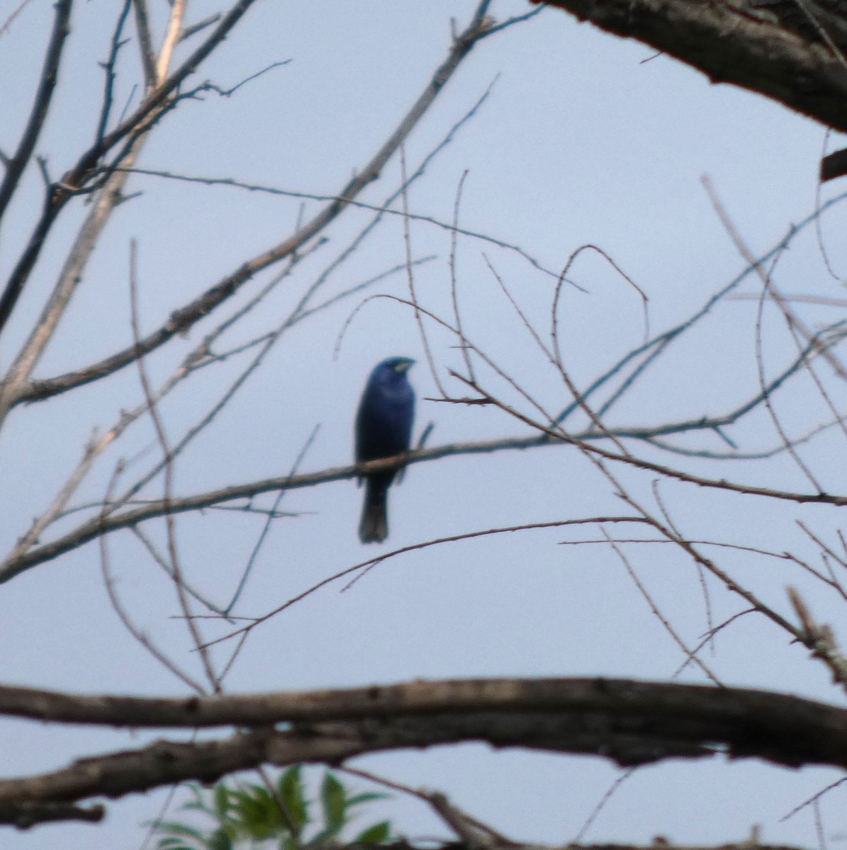 Blue Grosbeak - ML638750877