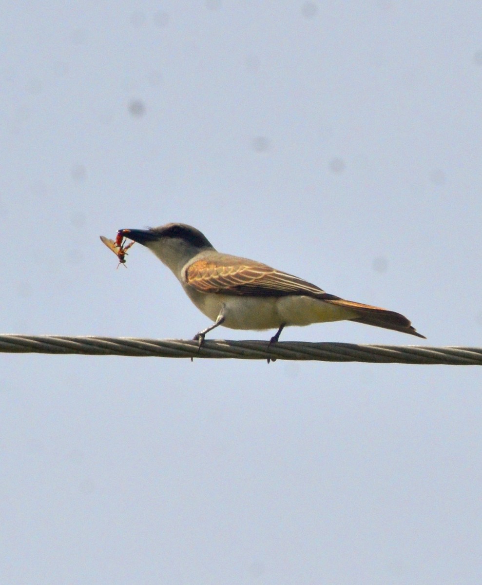 Gray Kingbird - ML638750878