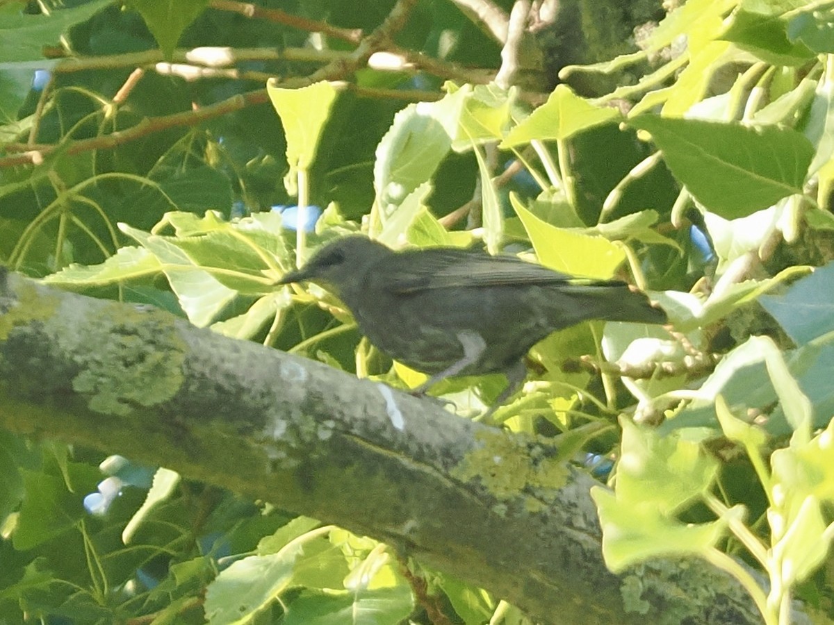 European Starling - ML638750879