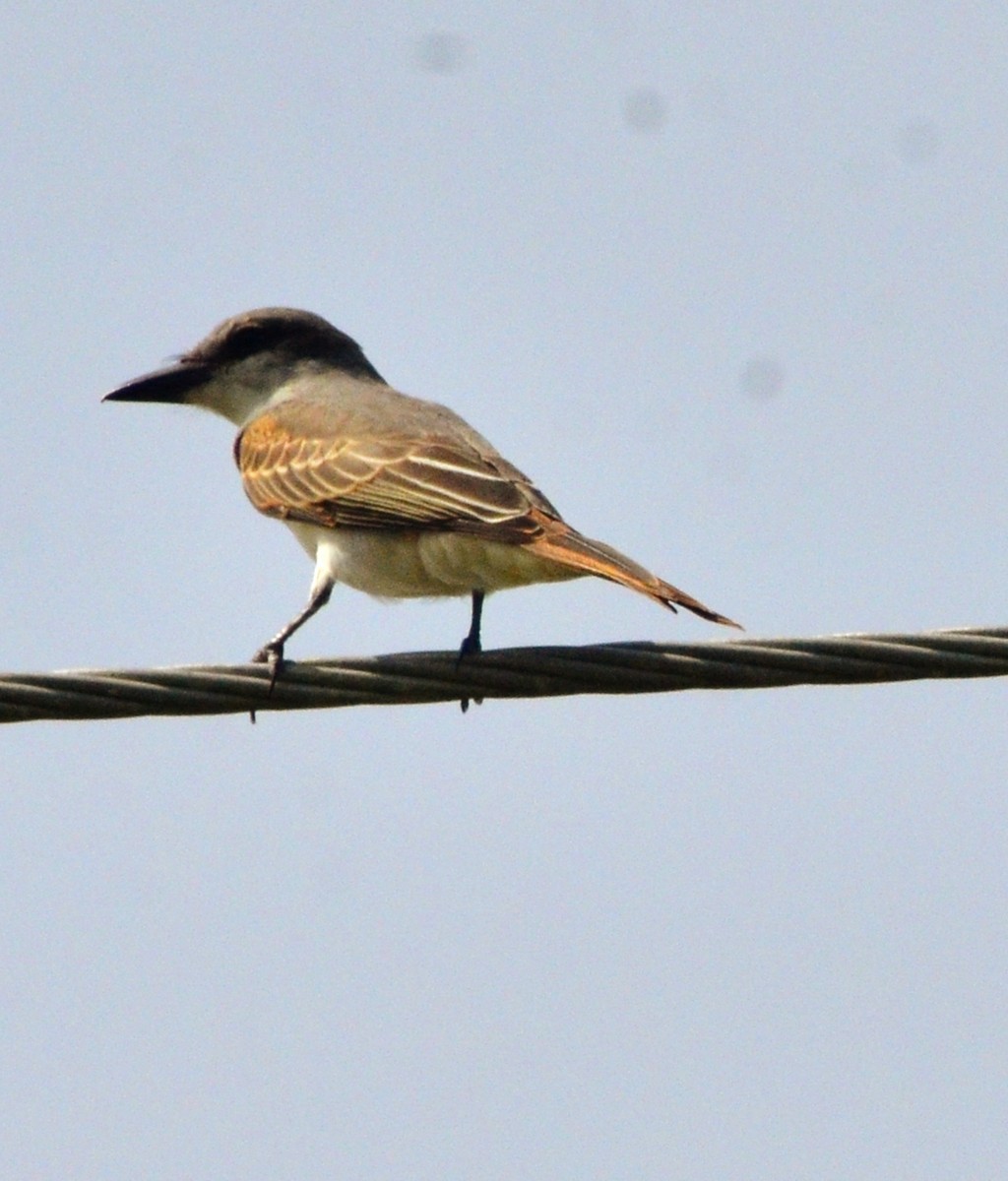 Gray Kingbird - ML638750881