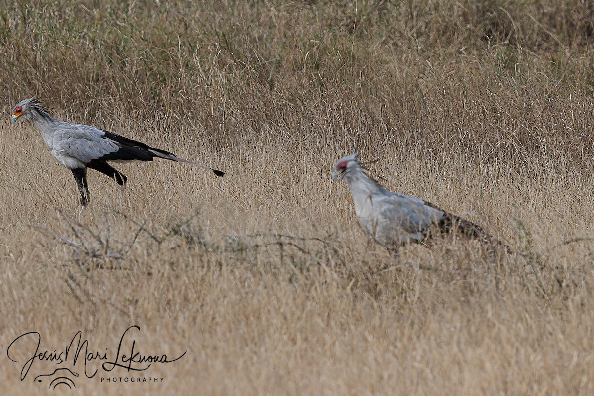 Secretarybird - ML638750882