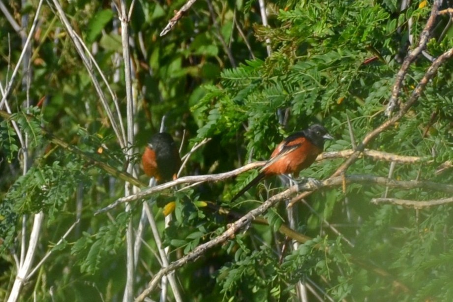 Orchard Oriole - ML638750885