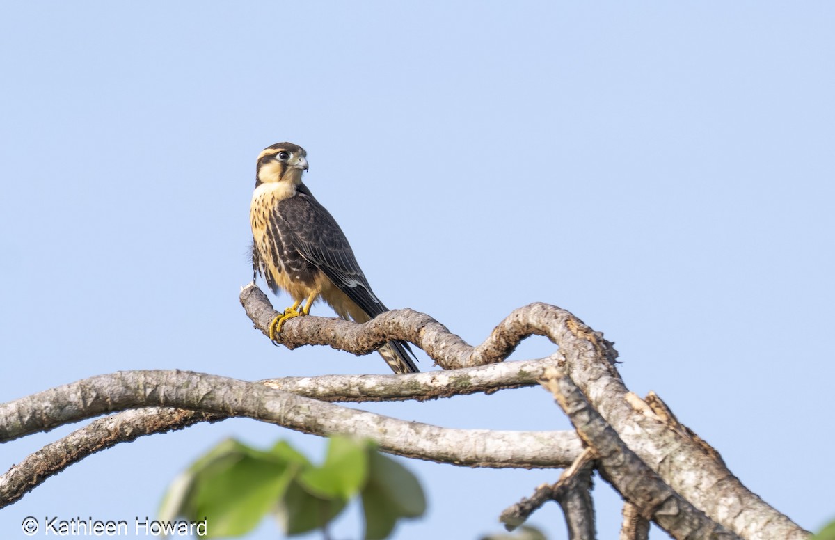 Aplomado Falcon - ML638750889
