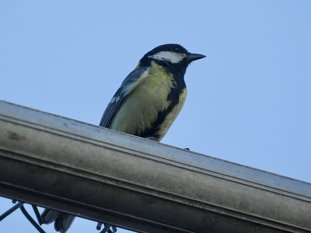 Great Tit - ML638750892