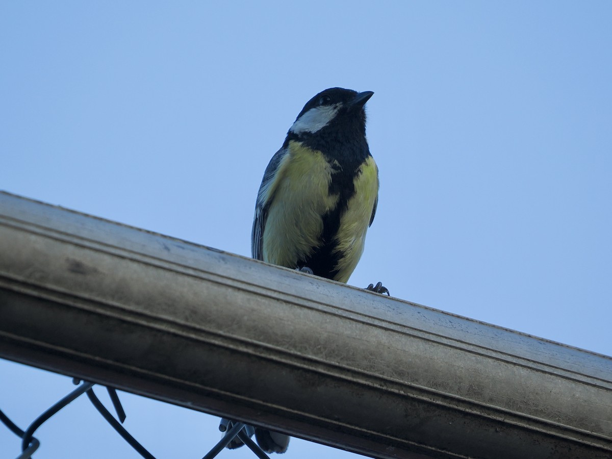 Great Tit - ML638750895