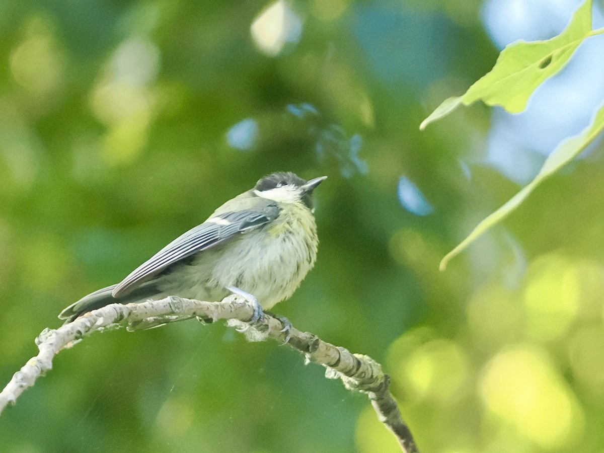 Great Tit - ML638750897