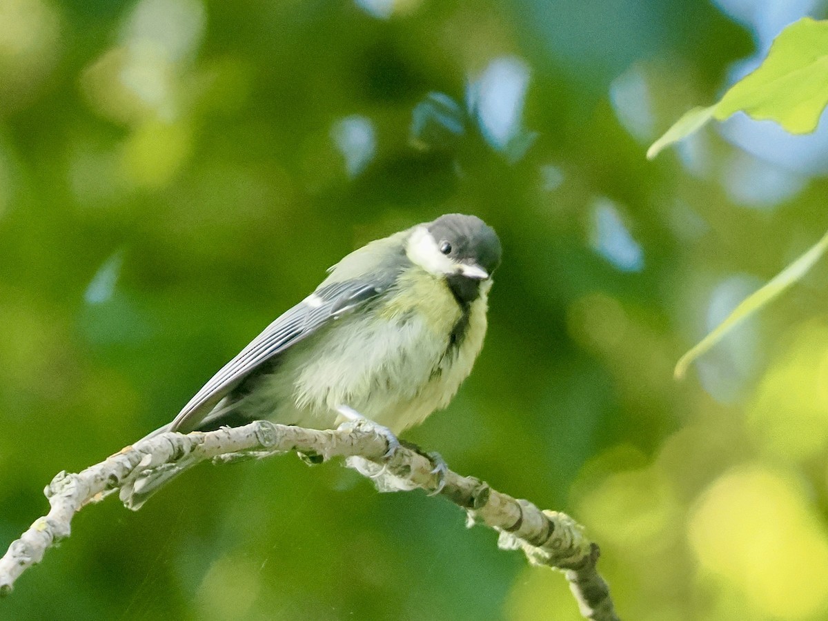 Great Tit - ML638750898
