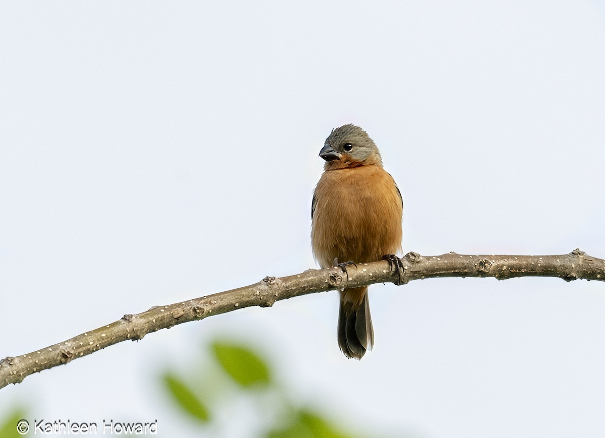 Ruddy-breasted Seedeater - ML638750903