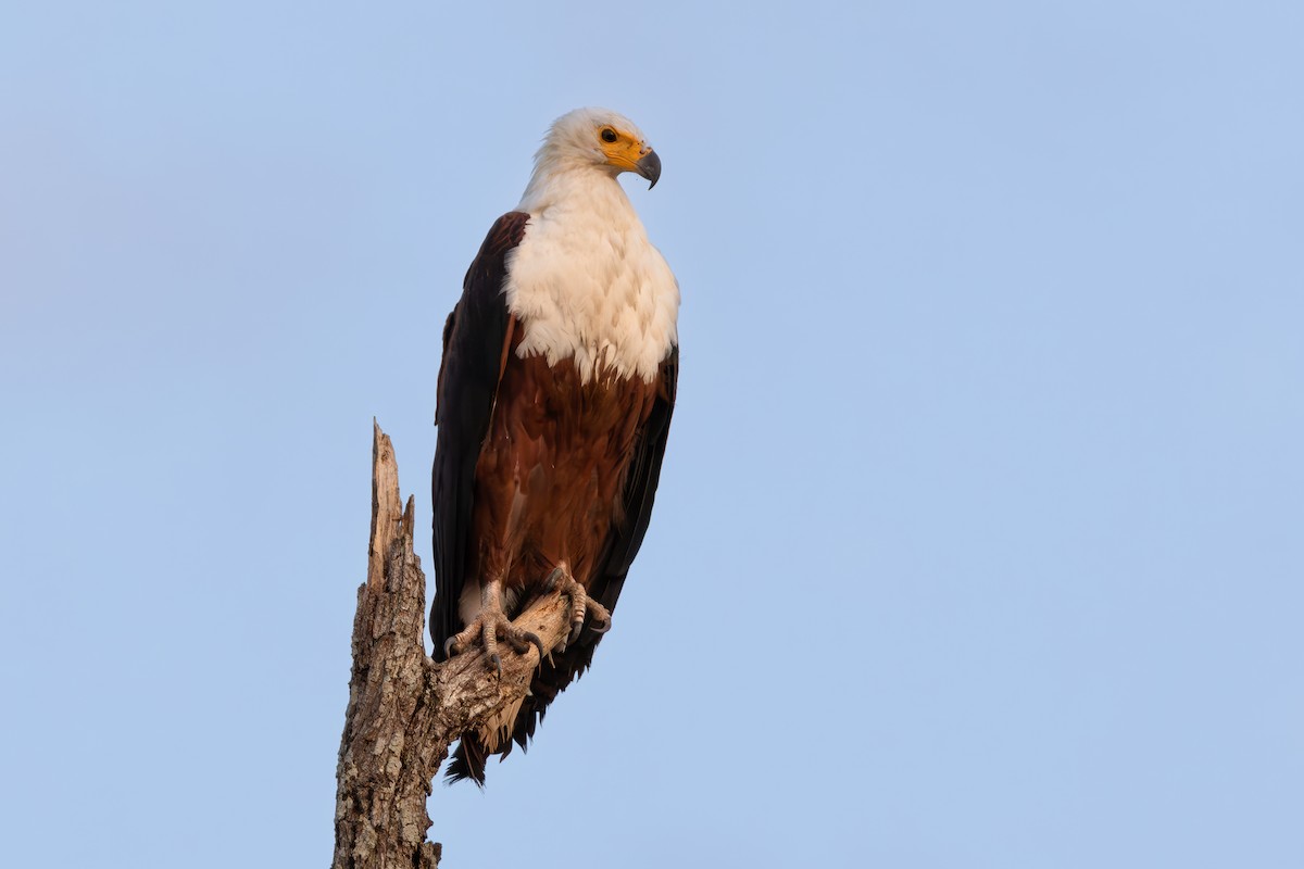 African Fish-Eagle - ML638750904