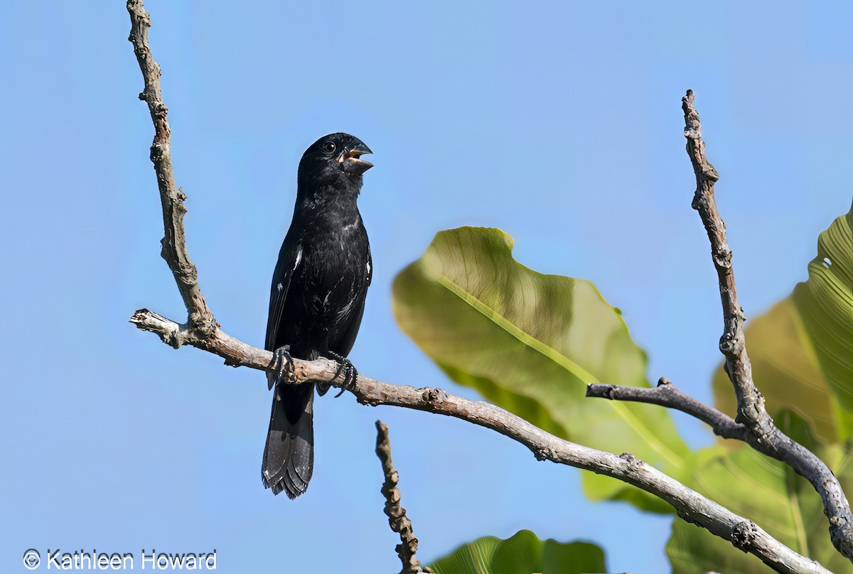 Thick-billed Seed-Finch - ML638750906