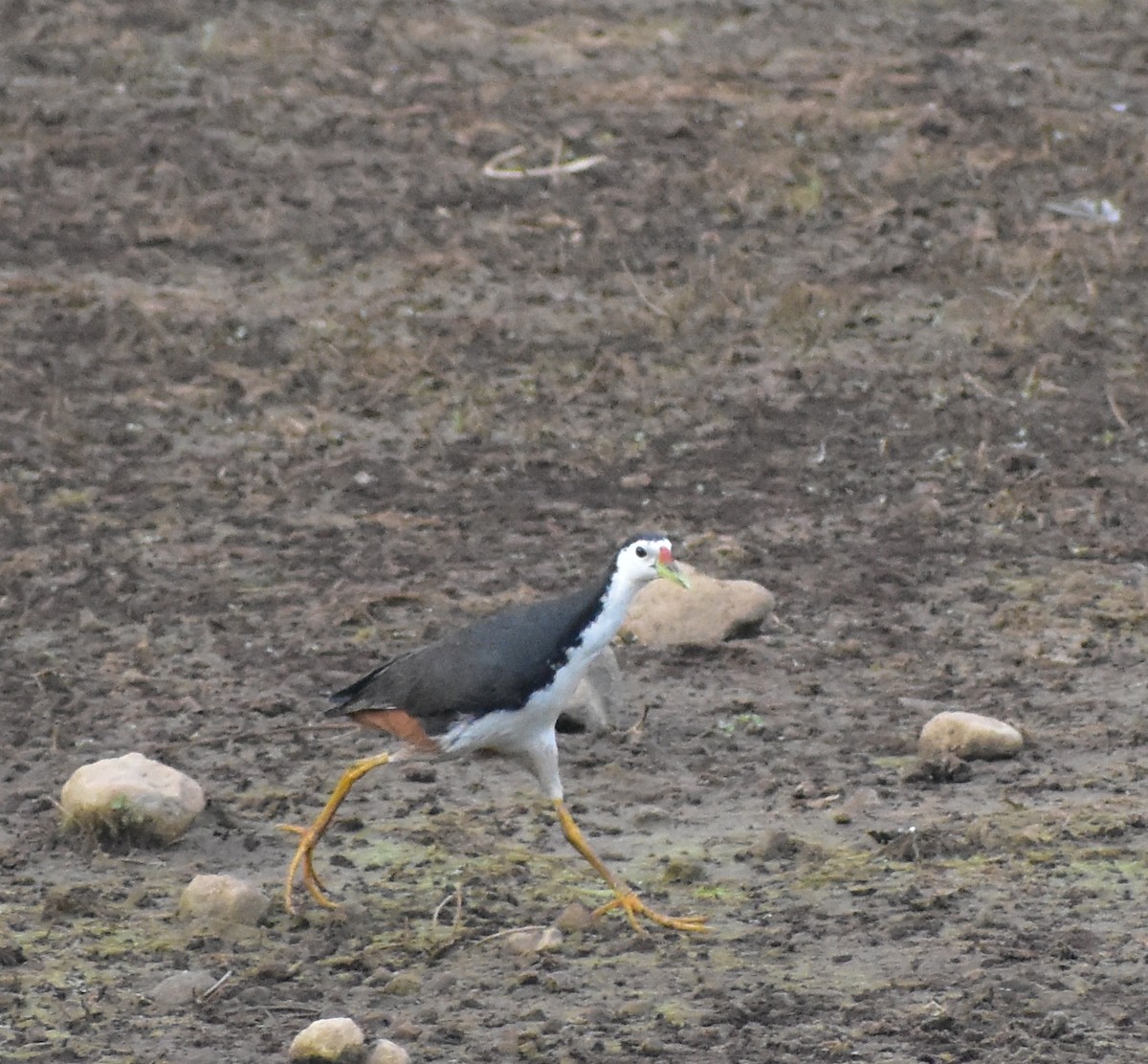 White-breasted Waterhen - ML638750920
