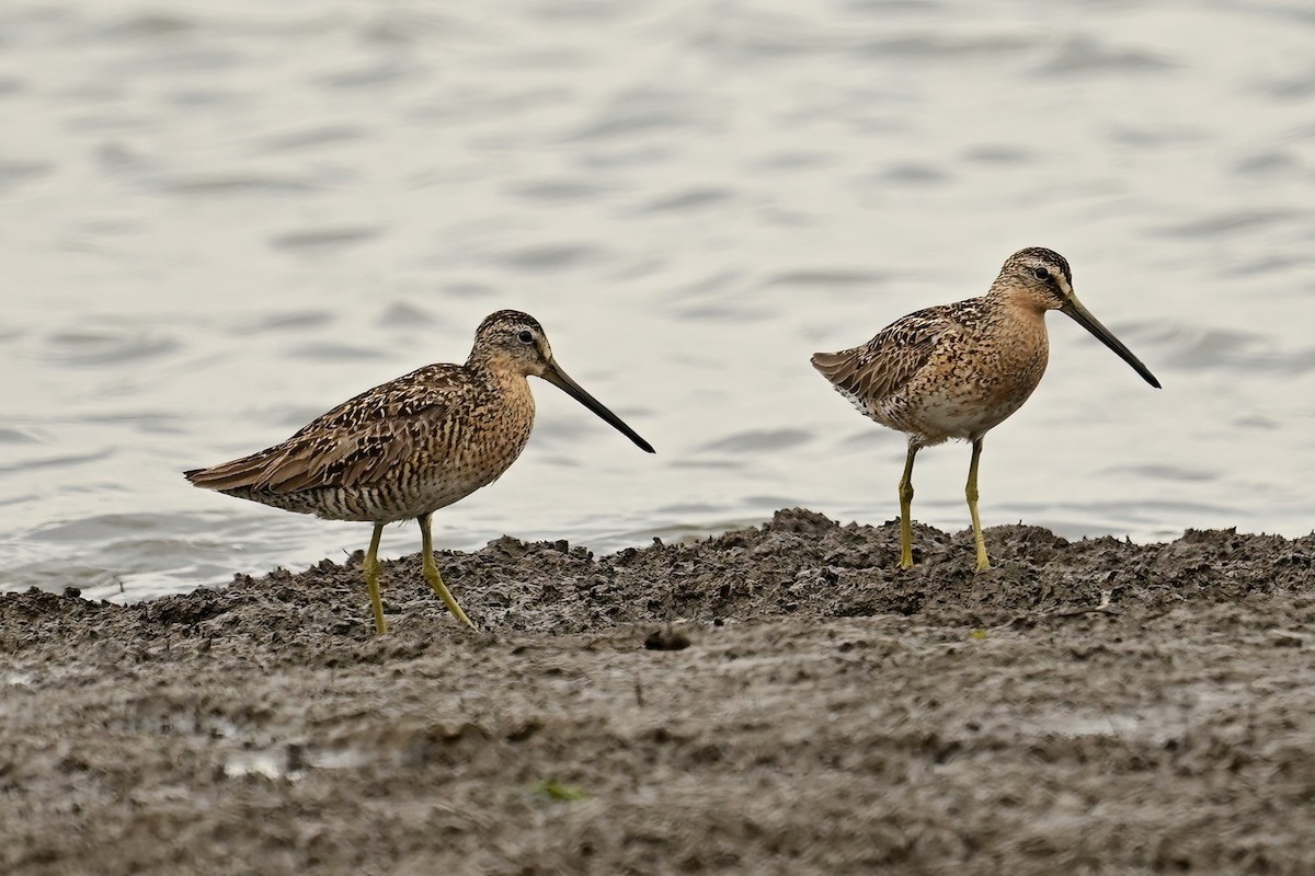 Short-billed Dowitcher - ML638750924