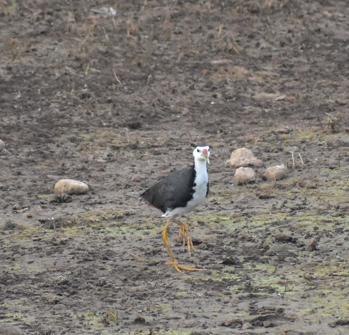 White-breasted Waterhen - ML638750925