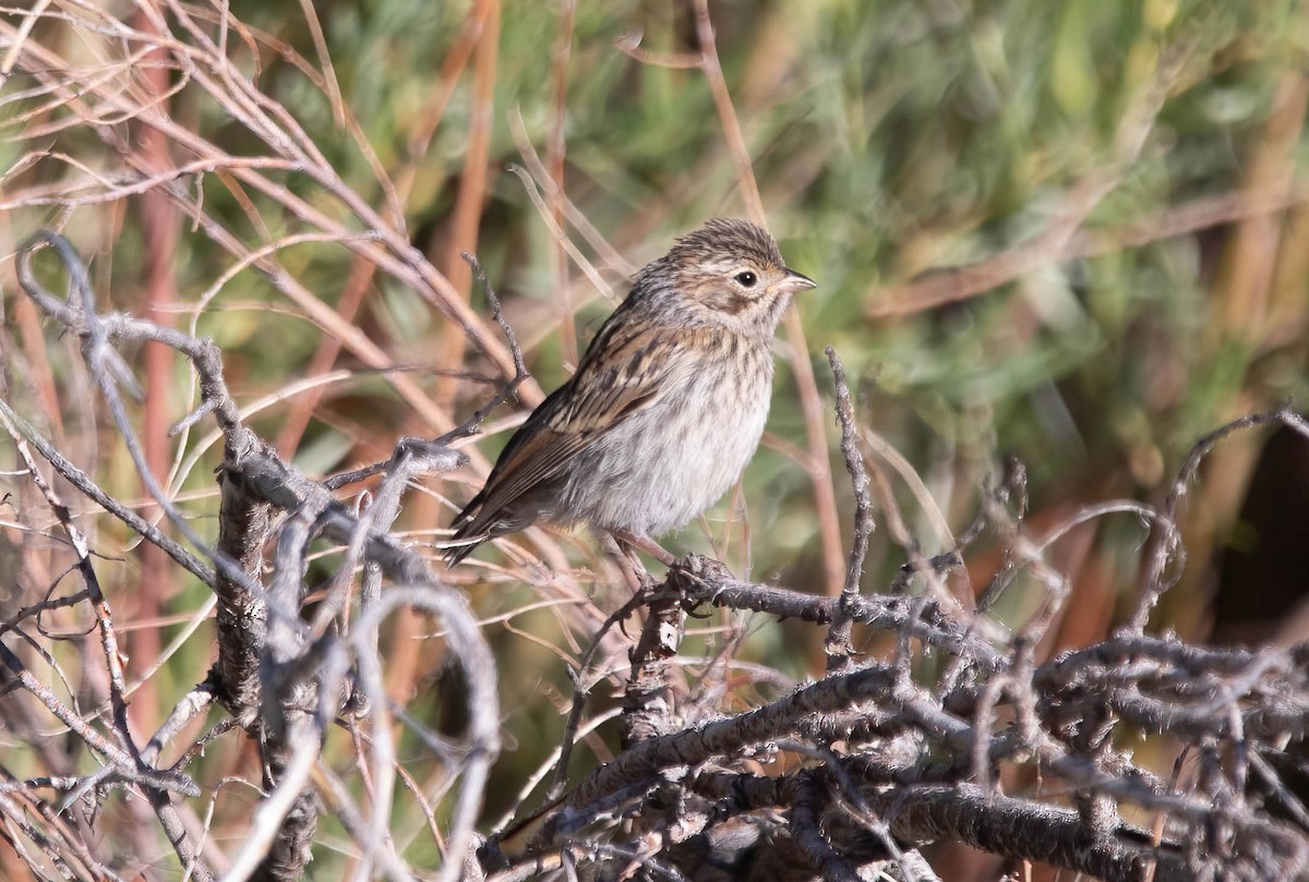 Brewer's Sparrow - ML638750931