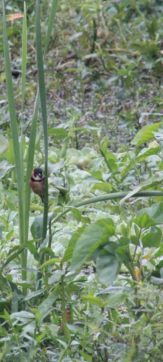 Rusty-collared Seedeater - ML638750932
