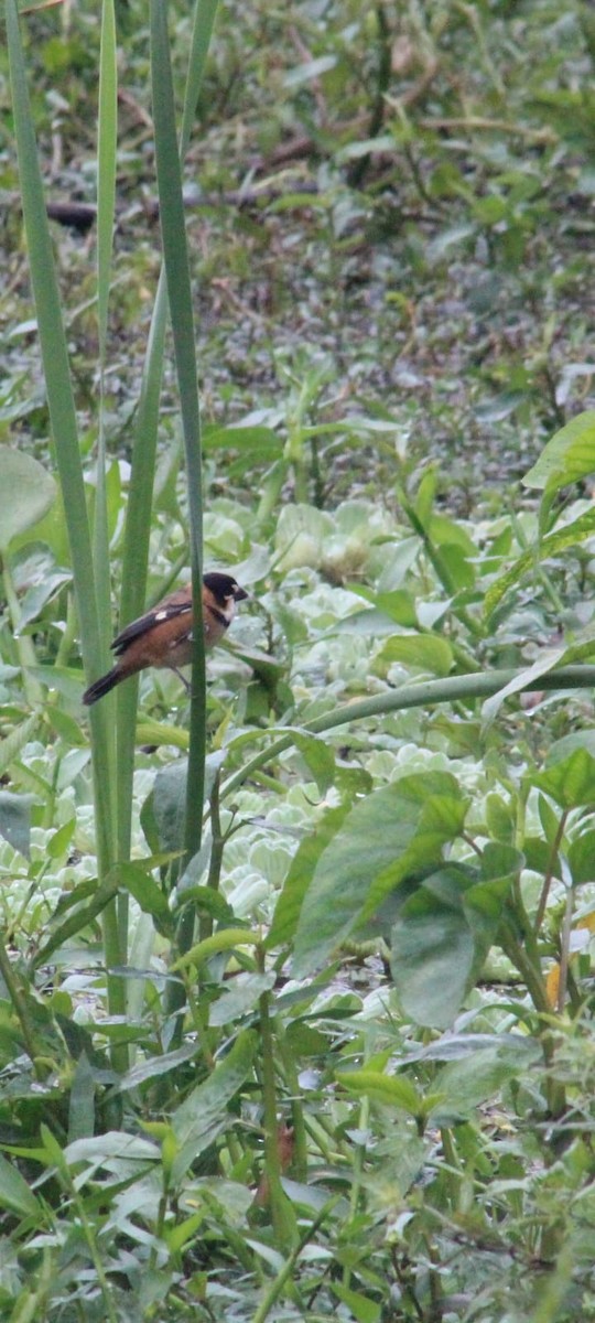 Rusty-collared Seedeater - ML638750933