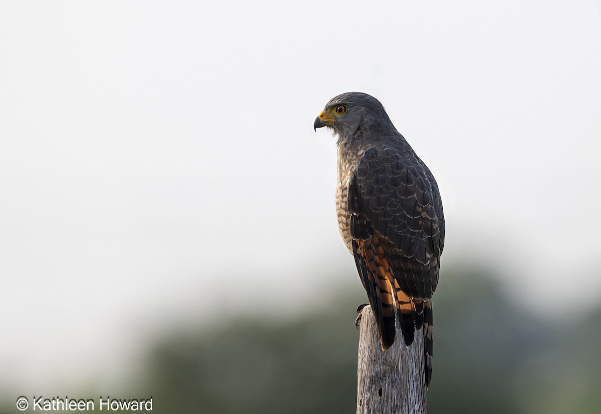 Roadside Hawk - ML638750935