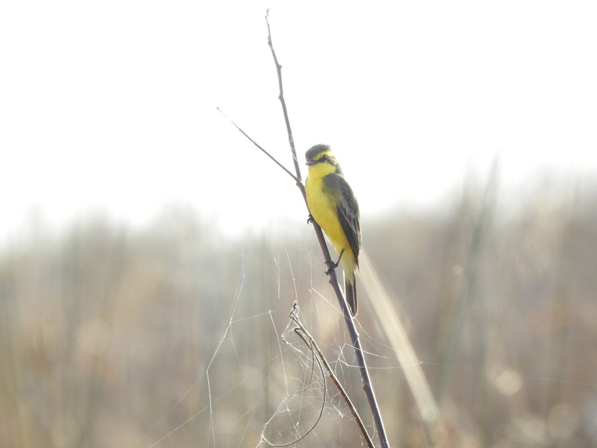 Yellow-browed Tyrant - ML638750936