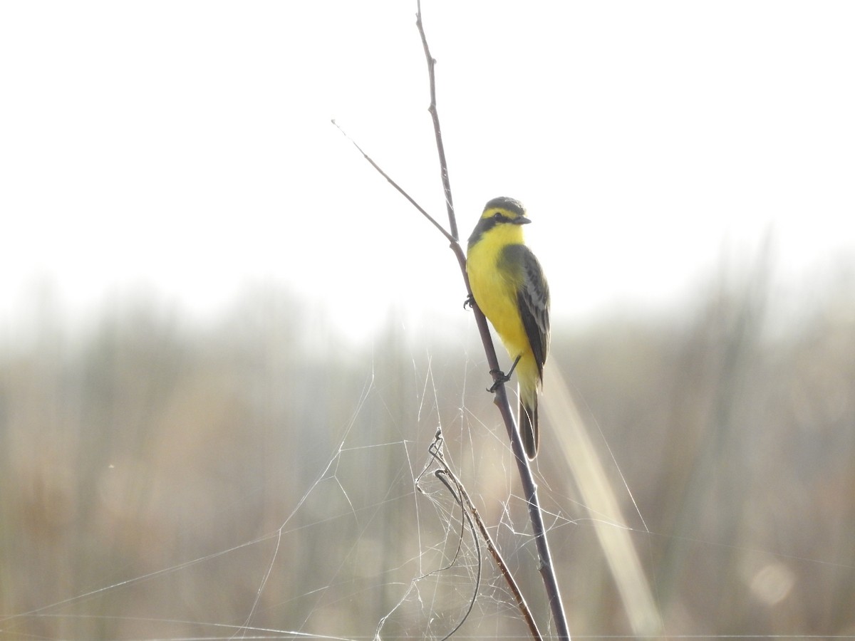 Yellow-browed Tyrant - ML638750937