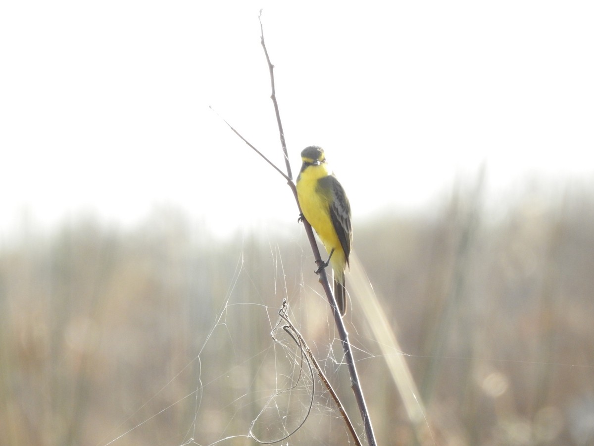 Yellow-browed Tyrant - ML638750938