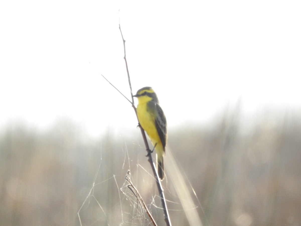 Yellow-browed Tyrant - ML638750939