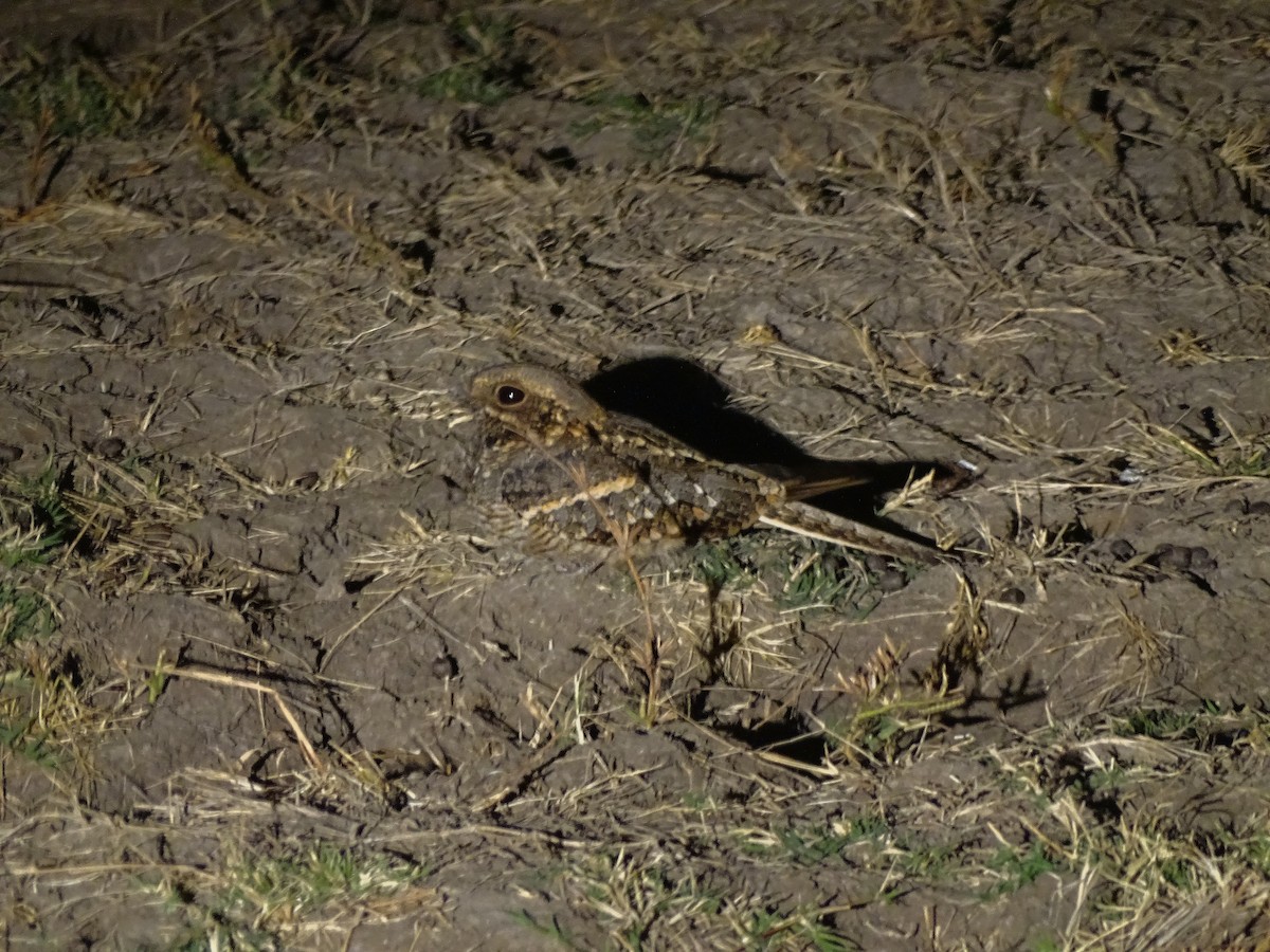 Square-tailed Nightjar - ML638750944