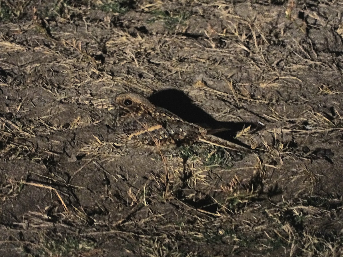 Square-tailed Nightjar - ML638750945