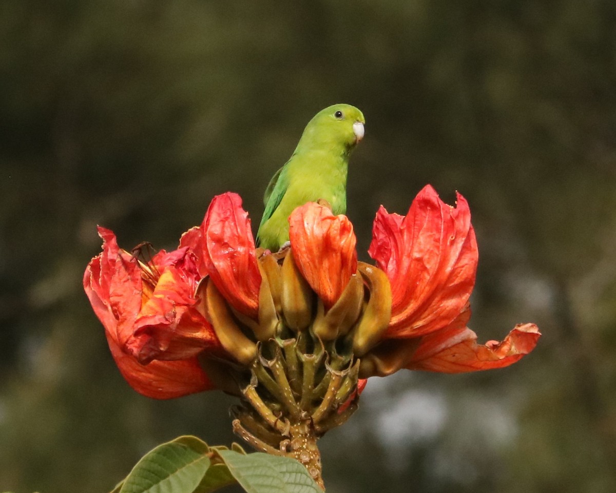 Cobalt-rumped Parrotlet - ML638750946