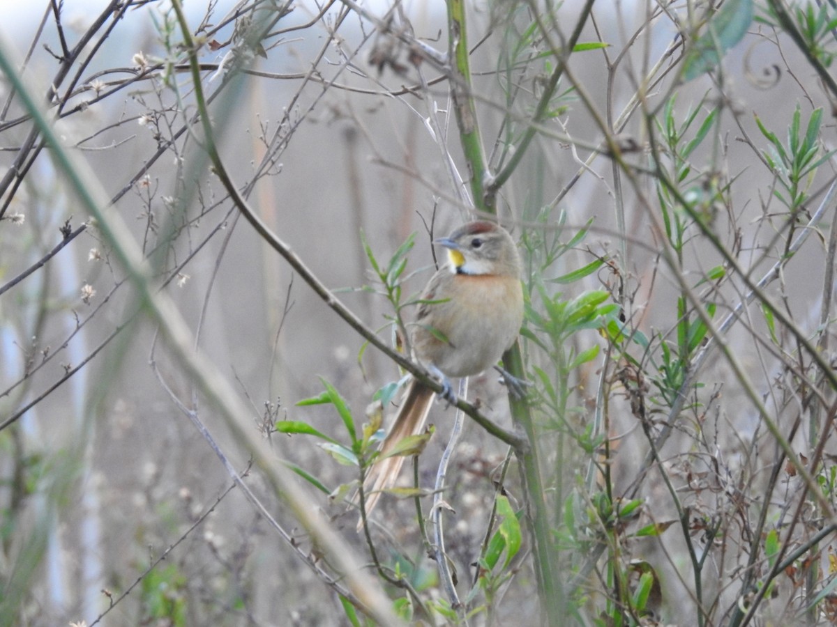 Chotoy Spinetail - ML638750948