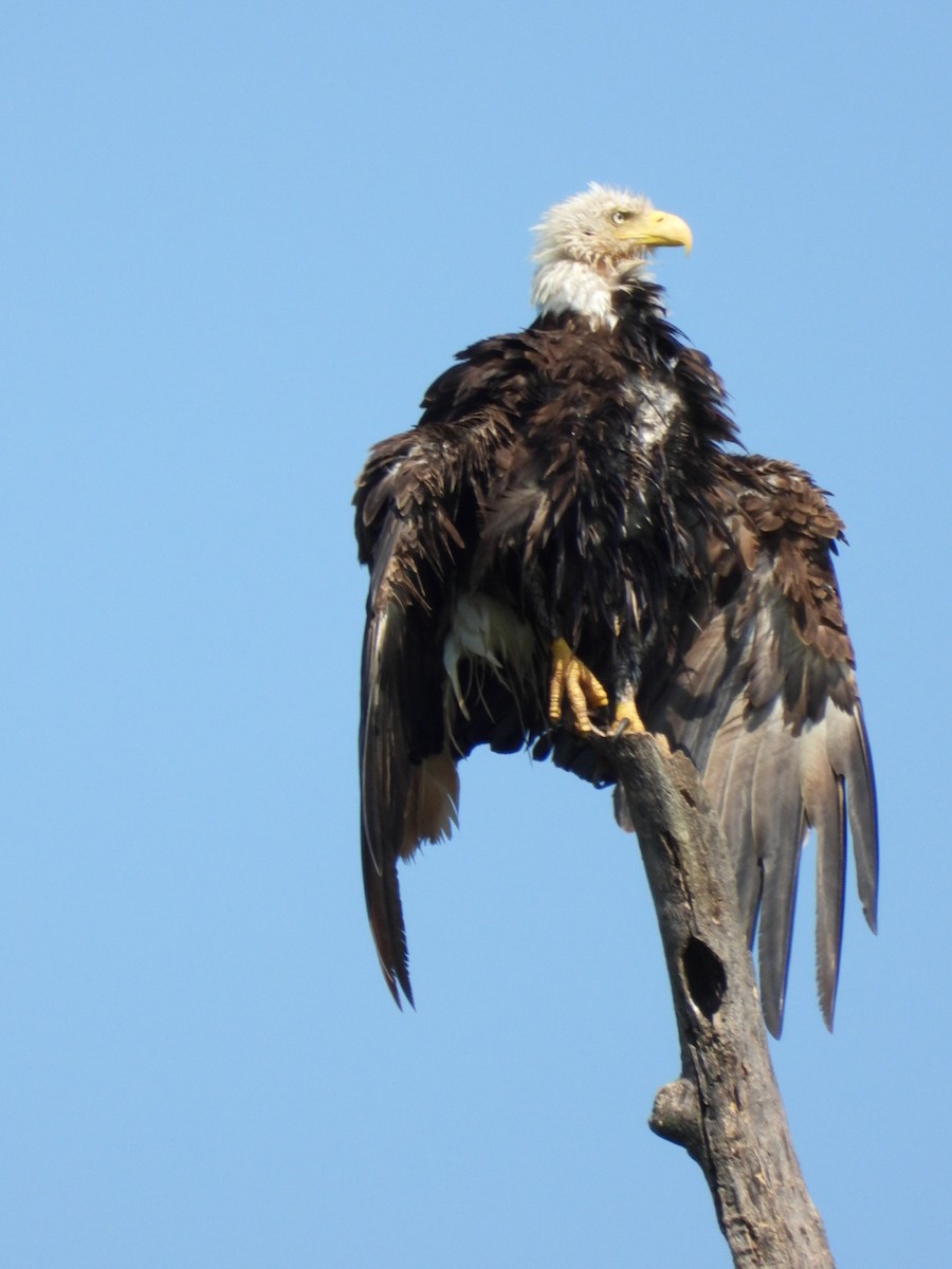 Bald Eagle - ML638750950