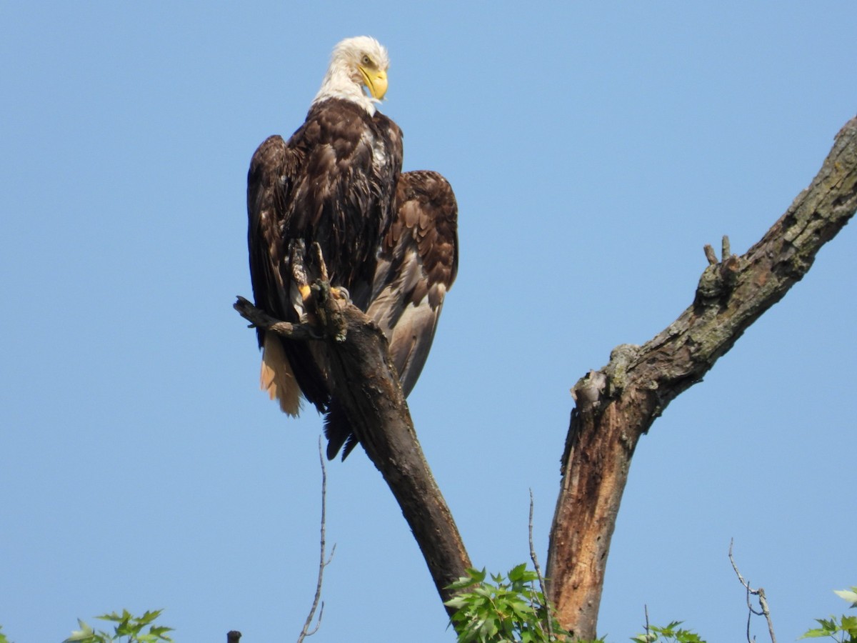 Bald Eagle - ML638750951