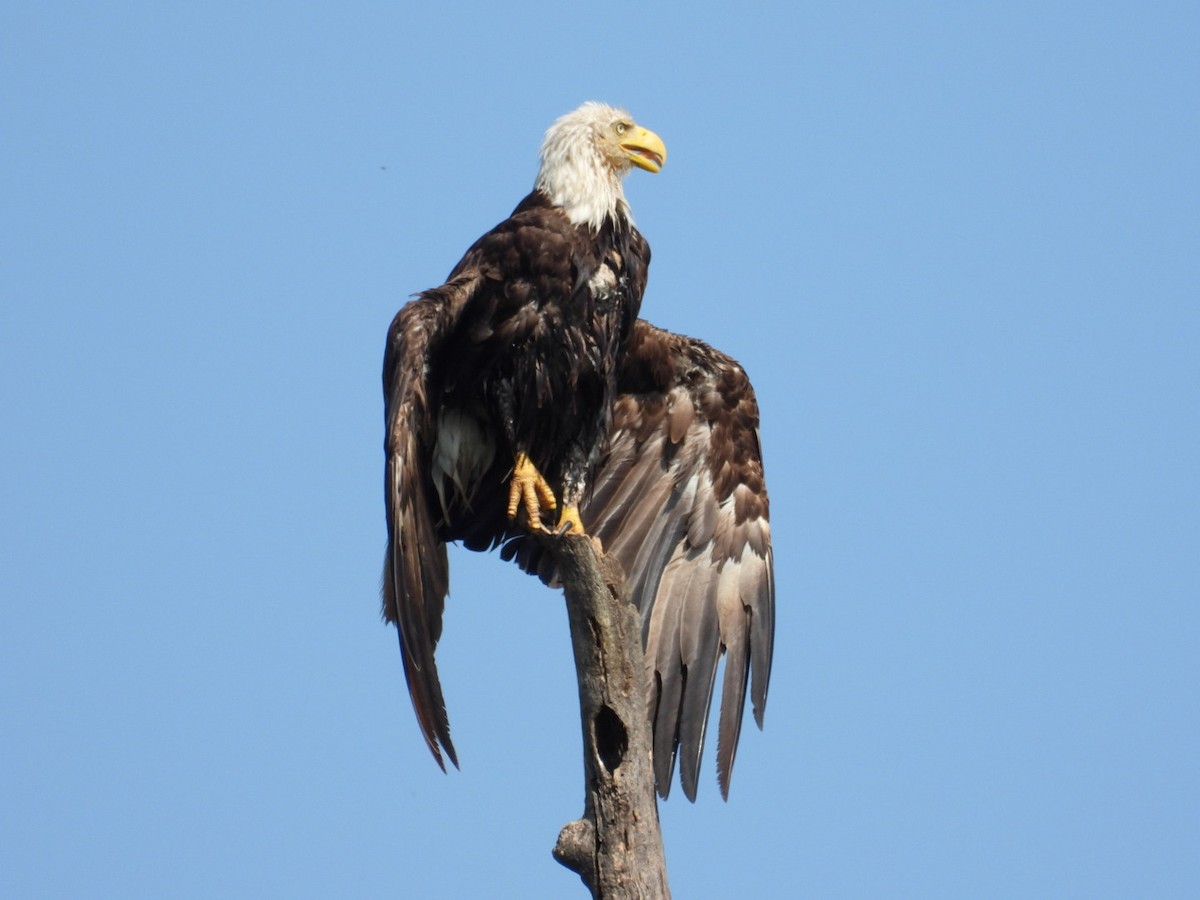 Bald Eagle - ML638750952