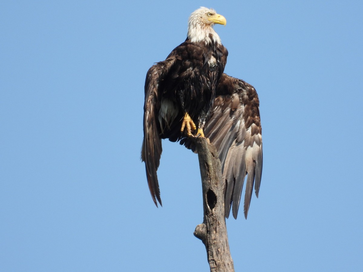 Bald Eagle - ML638750953