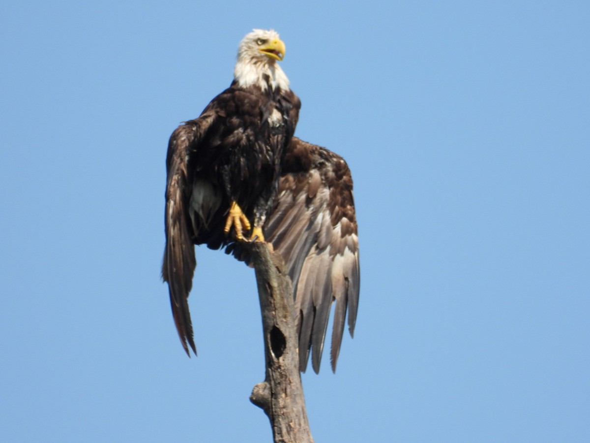 Bald Eagle - ML638750954