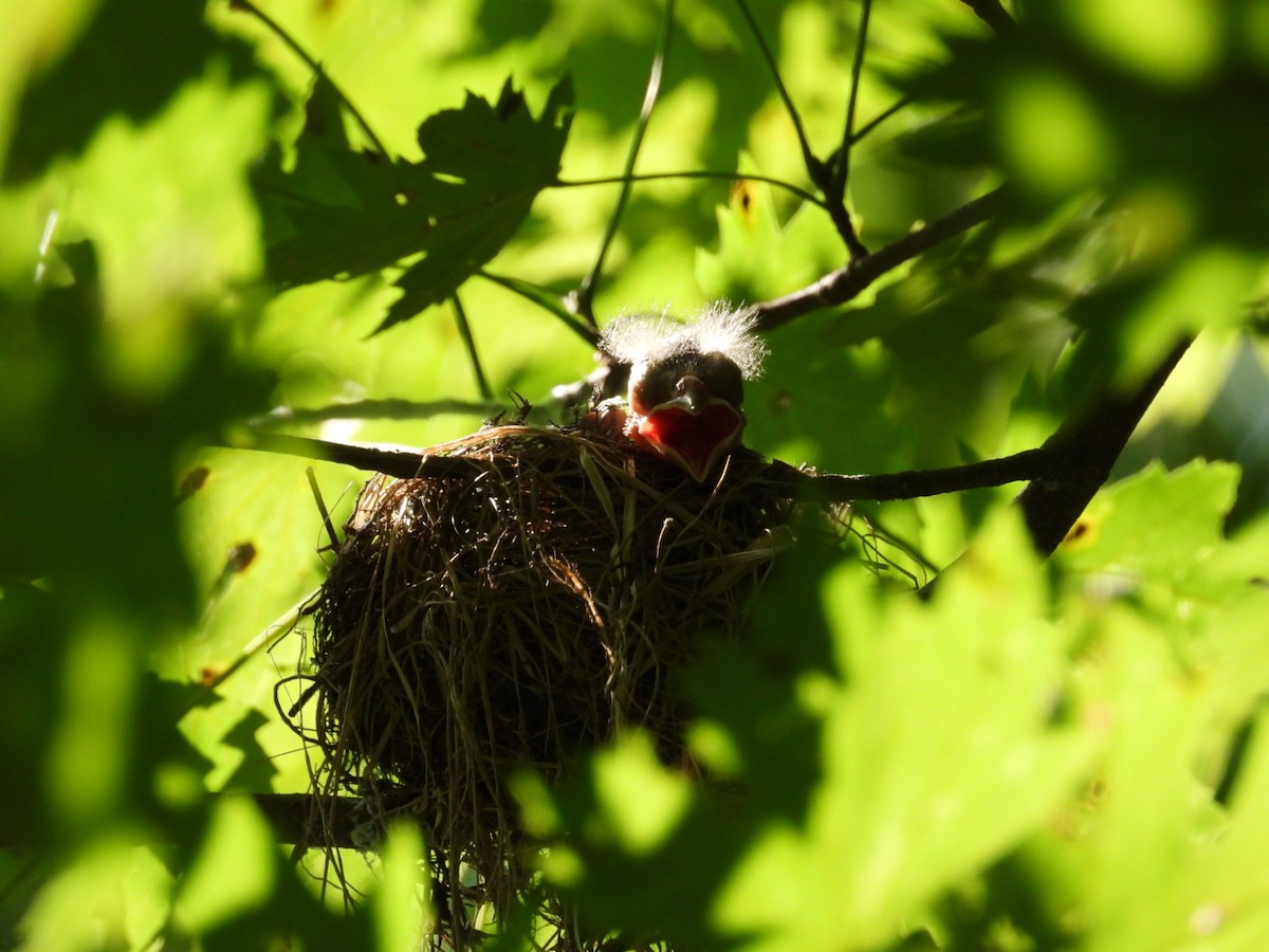 Acadian Flycatcher - ML638750962
