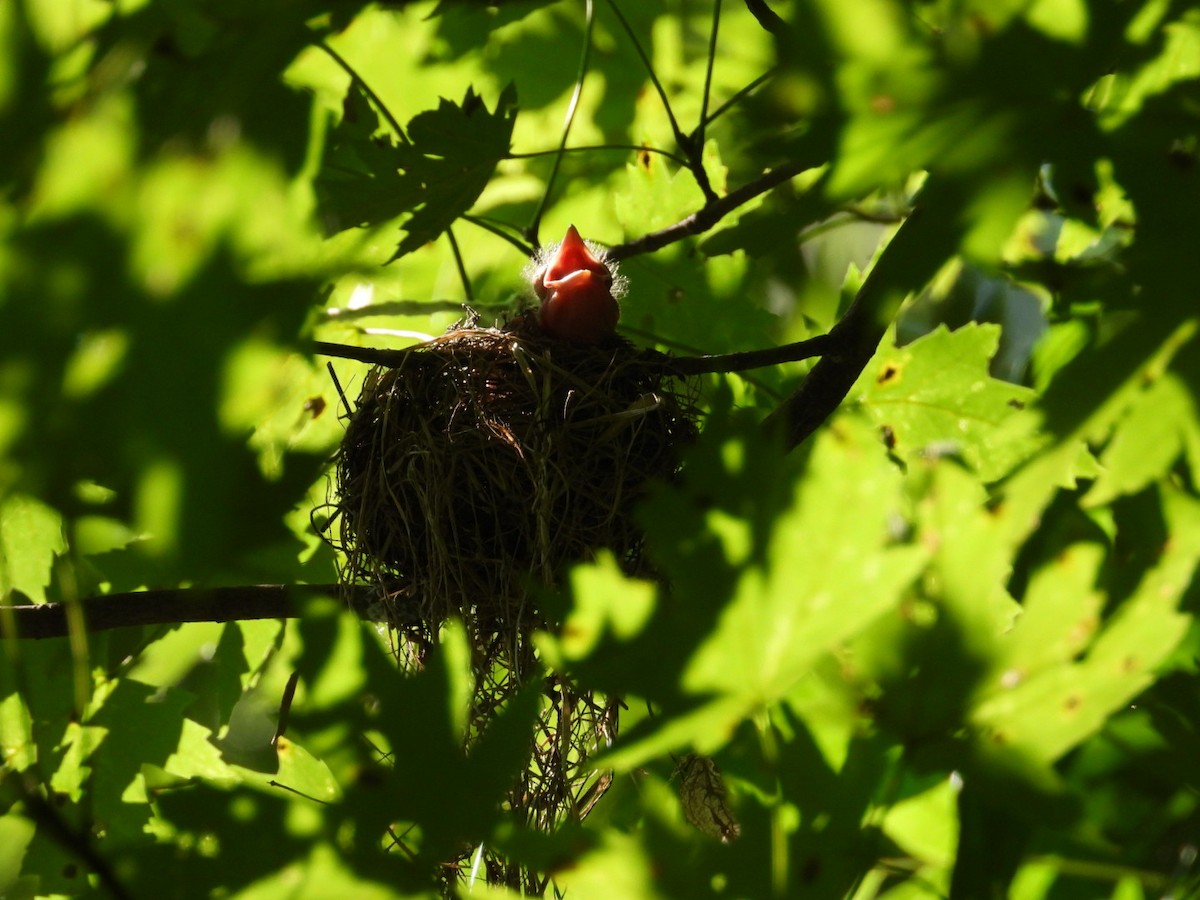 Acadian Flycatcher - ML638750963